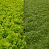 Сады Гиганта