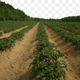 Сады Гиганта