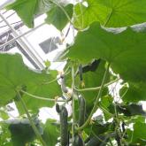 Сады Гиганта