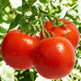 Сады Гиганта