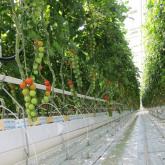 Сады Гиганта