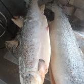 Форель заморроженная