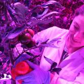 Фитолампы для профессиональных теплиц