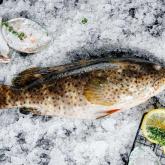 Рыба Группер