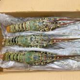 Жемчужный лангуст