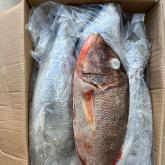 Рыба Император