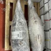 Тунец Блюфин