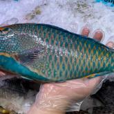 Рыба Попугай