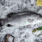 Рыба Баррамунди