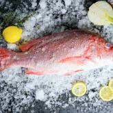 Рыба красный снеппер