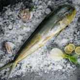 Рыба Махи-махи