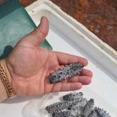 трепанг варено-соленый