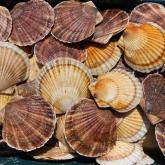 морской гребешок