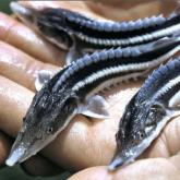 ООО "Дон-Батюшка"