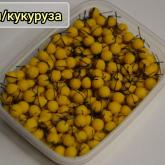 Морское Изобилие