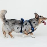 Фирма Каскад