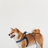 Фирма Каскад