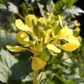 Эковозможность