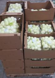 Лук репчатый очищенный в/у 5 кг, короб 4 шт