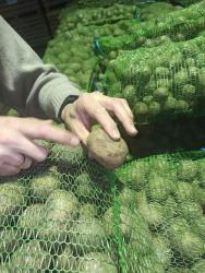 картофель белый