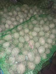 картофель красный