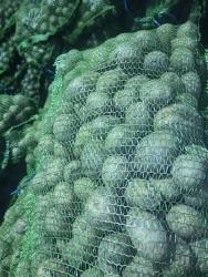 картофель белый