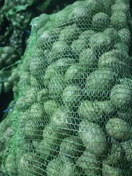 картофель белый