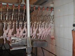 Машина отделения голов (КТБ Маш)