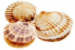 Морской гребешок