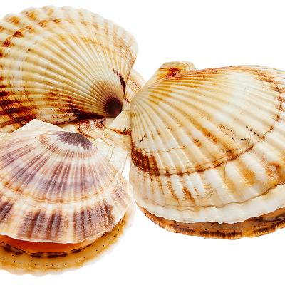 Морской гребешок